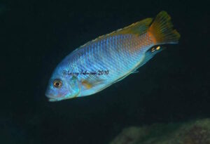 Petrotilapia tridentiger Arten